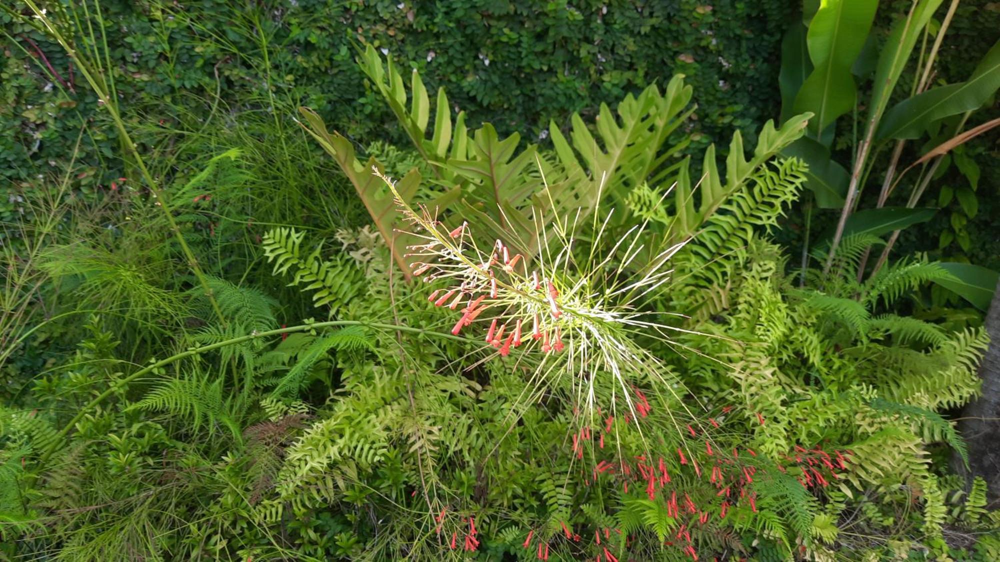 Les Joyaux De Balata Lägenhet Saint-Joseph Rum bild