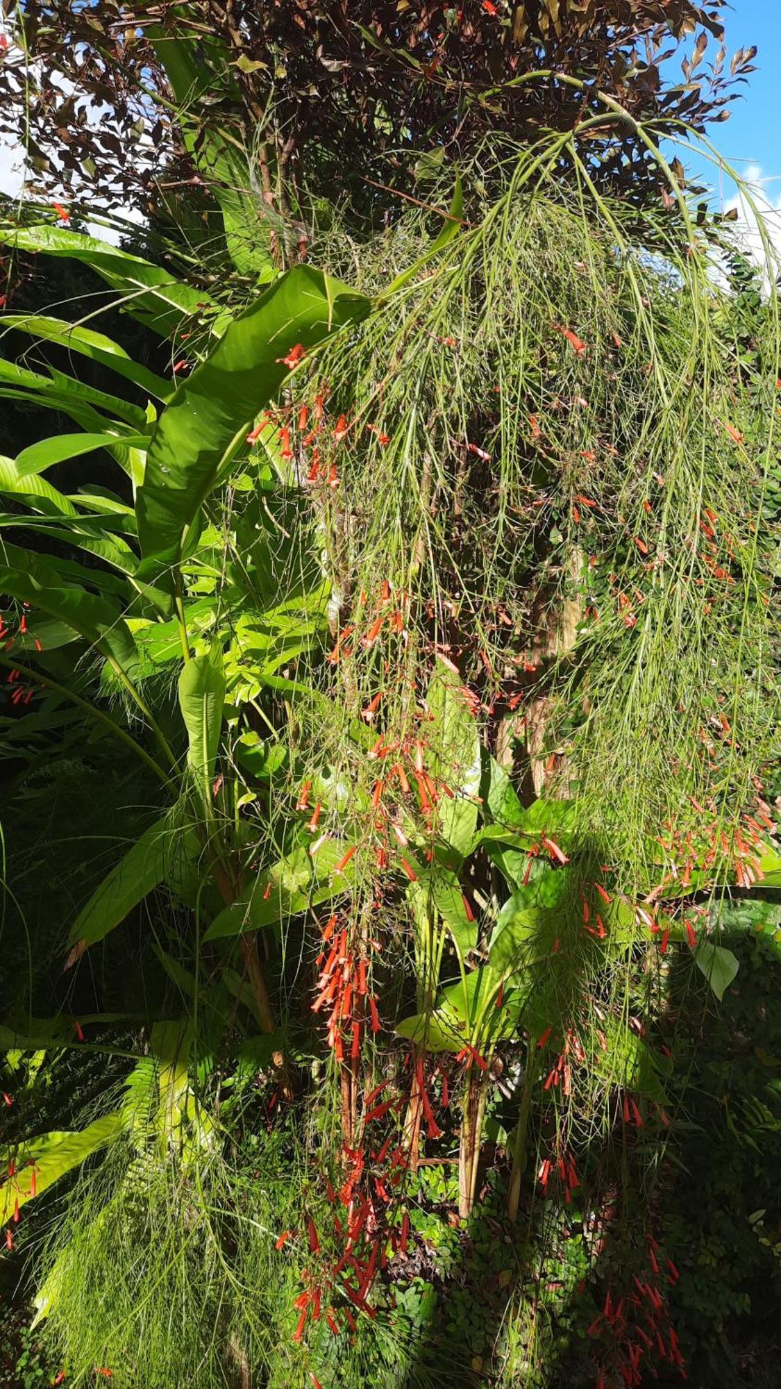 Les Joyaux De Balata Lägenhet Saint-Joseph Rum bild